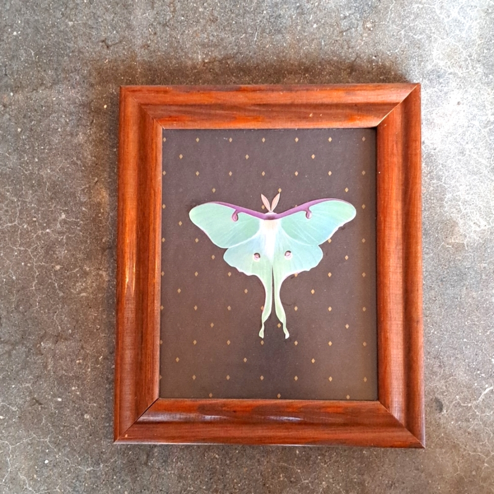 Lunar moth in wood picture frame